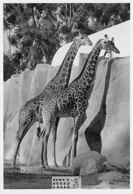 TEA FOR TWO Maria Rosina Photo Postcard by Classico SF #236-026