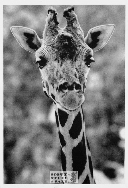 THE TALLEST SMILE Jeff Cathrow Photo Postcard by Classico SF #236-048