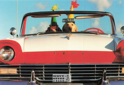 Judy Reinen Dogs Photography Postcard, Classico San Francisco #520-023