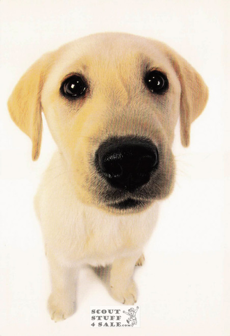 SURE, I'M RIGHT, Head First Humorous Animal Photography Postcard, #614-001