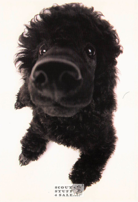 IT'S A GOOD HAIR DAY, Head First Humorous Animal Photo Postcard, #614-003