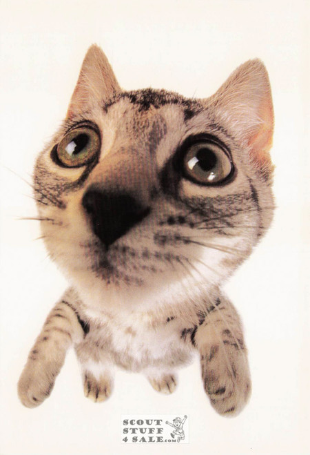 SOMEWHERE OVER THE RAINBOW, Head First Animal Photo Postcard, #614-004