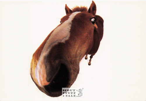 LOOKS ARE EVERYTHING, Head First Humorous Animal Photo Postcard, #614-015