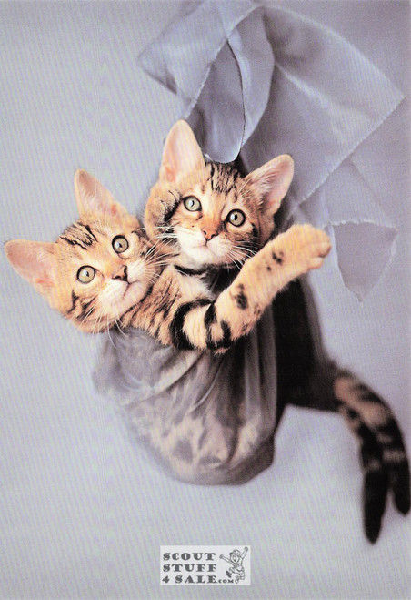 Sunrise & Dawn, Rachael Hale Animal Photography Postcard, Classico SF #628-068