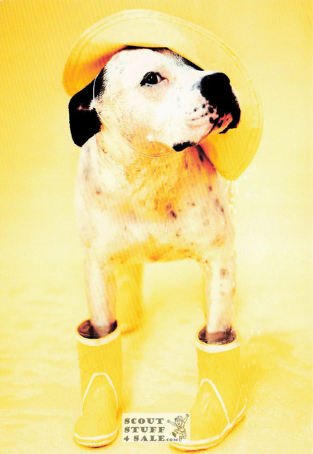 Zen - Gumboot Dog, Rachael Hale Animal Photography Postcard, Classico #628-070