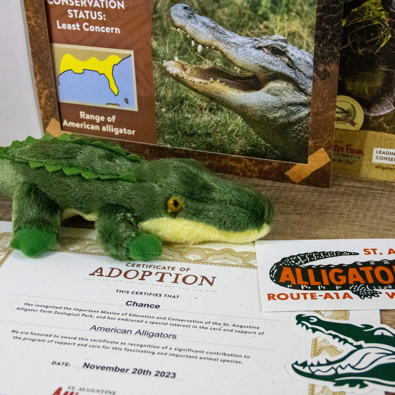 American Alligator Adoption Kit