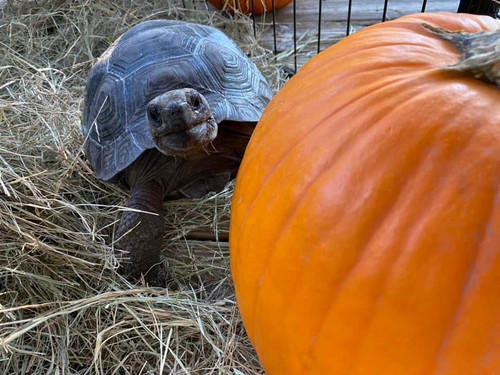 Spooky Season at the Zoo: September & October 2025 Events 