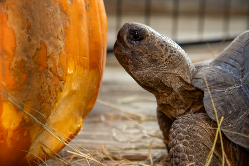 Fall Events at the Zoo