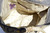  XXL 20 x 16 1980's PYTHON Snake Skin SHOULDER Bag Tote - FANNYBAG - Italy 