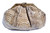  HUGE 15" TAUPE 1970's PYTHON Snake Skin CLUTCH Shoulder Bag - MOSKOWITZ 
