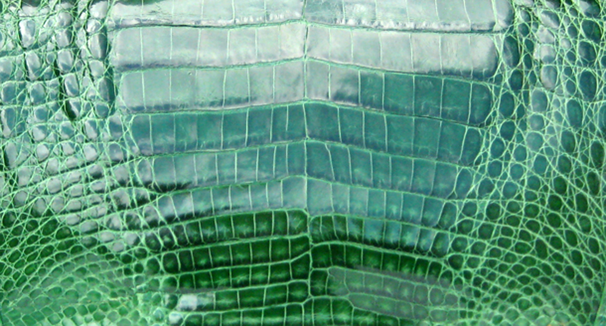 crocodilian