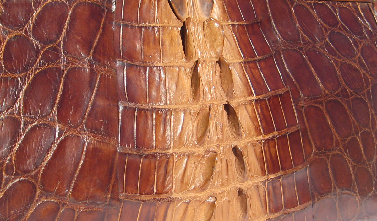crocodilian