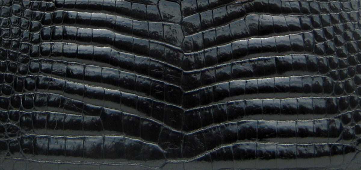crocodilian