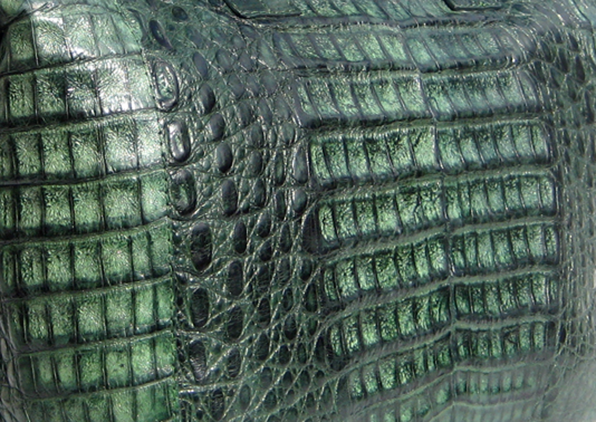 crocodilian