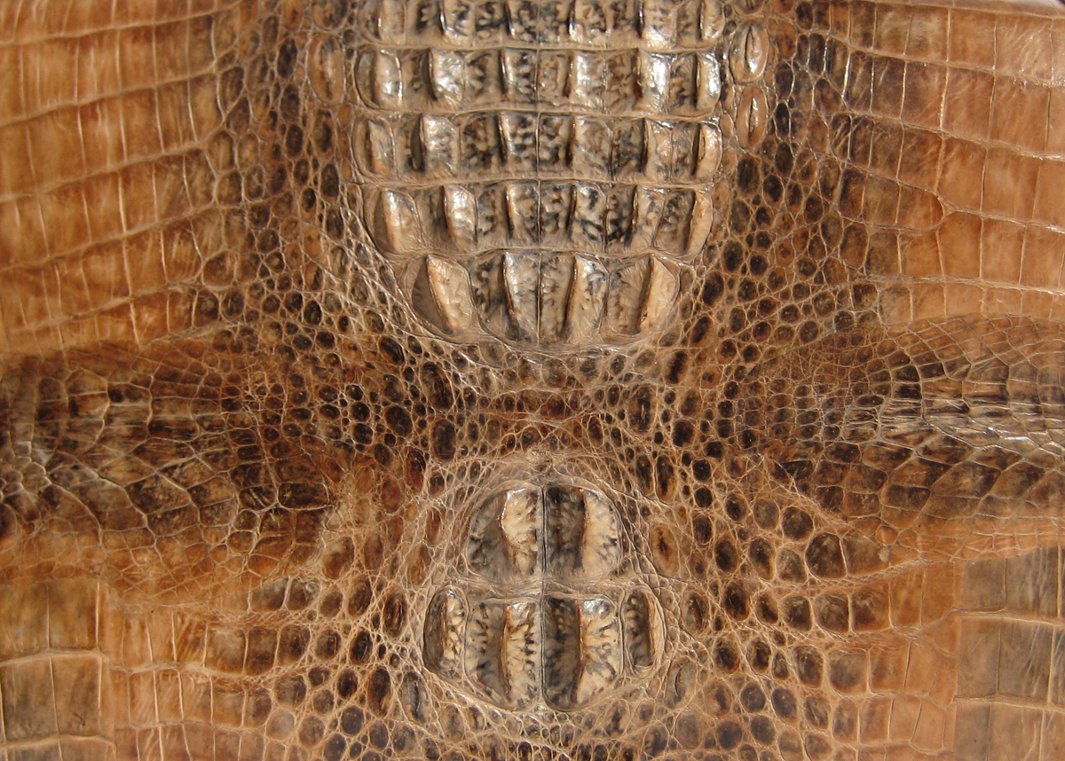 crocodilian