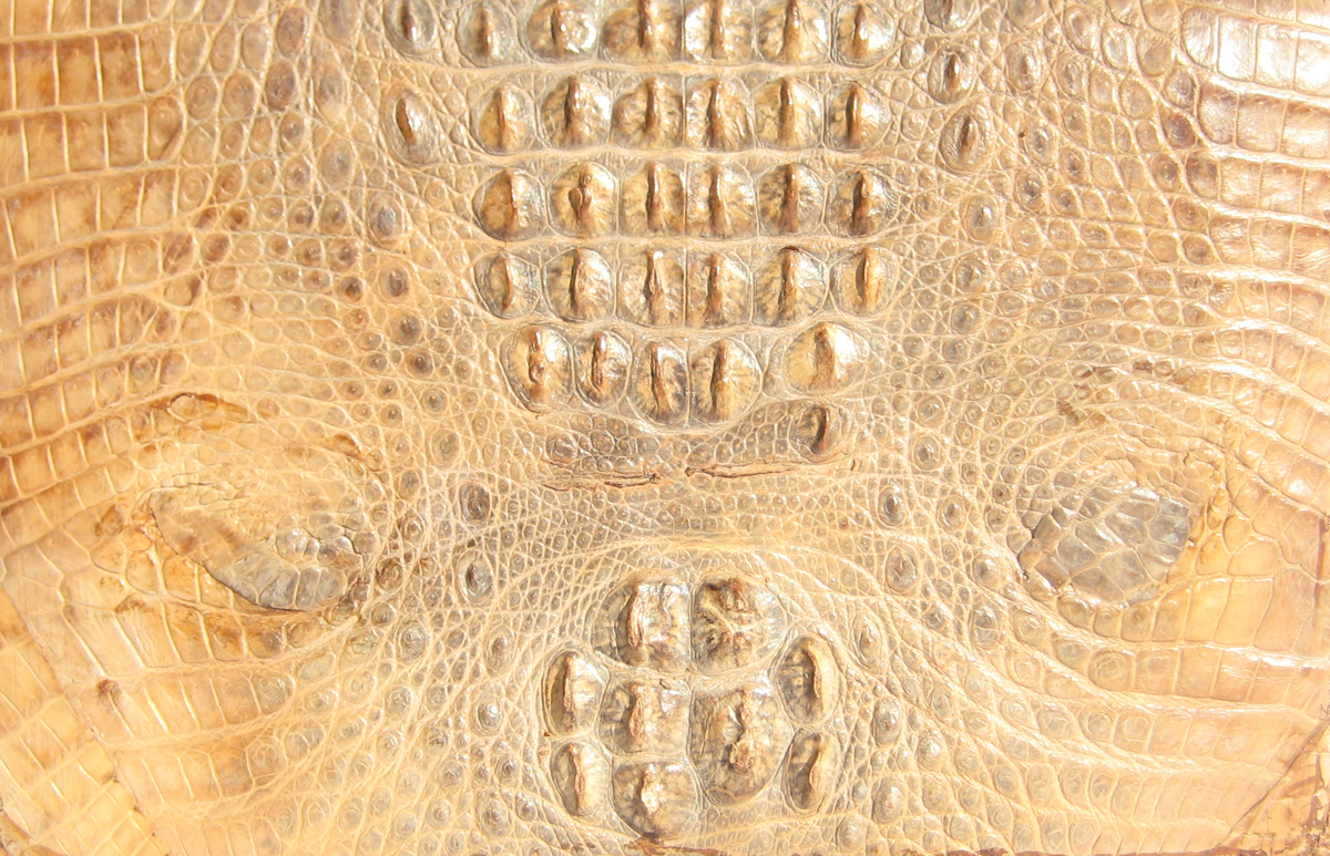 crocodilian