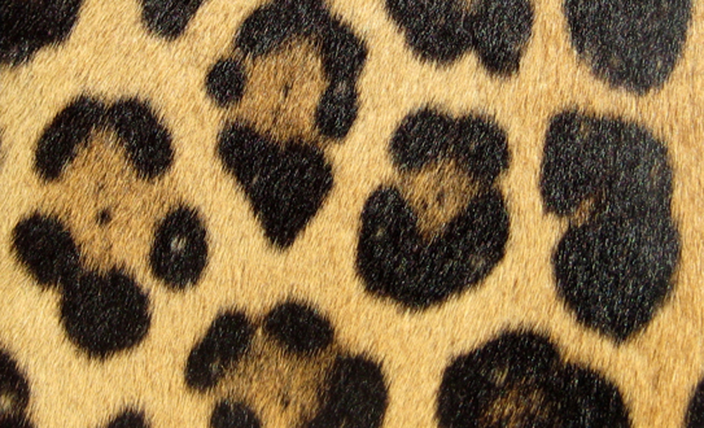 Ocelot