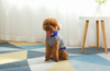 Mr. Peanut's Knitted Acrylic Dog Sweaters