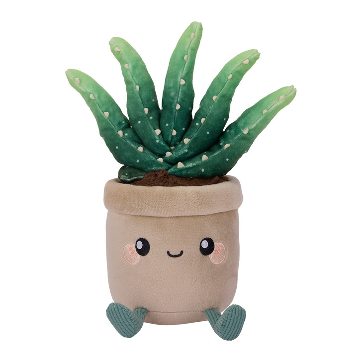 Honeymaru Aloe Vera Potted Plant