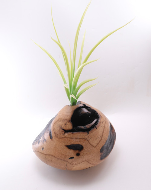 Oak Pod Vase with Smoked Natural Edges by Harmonies in Wood SOLD