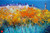 Autumn Moonlight on Park Terrace - Glasgow by Jolomo SOLD