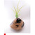 Oak Pod Vase with Smoked Natural Edges by Harmonies in Wood SOLD