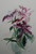 Botanical study 4 by Jane Roy SOLD
