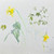 O Day Most Calm, Most Bright by Jane Roy