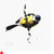 Great Tit by  Lucy Newton SOLD