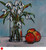 Red Apples and Snowdrops by Lex McFadyen SOLD