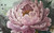Petals as Feelings - Charmaine Boyle