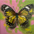 Metamorphosis - Charmaine Boyle