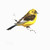 Yellowhammer - Lucy Newton