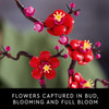 Toy LEGO Icons Plum Blossom Building Sets 327pcs 10369