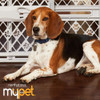 Safety Gate Mypet Expandable 26-40"