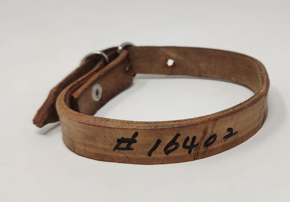 DOG COLLAR LOCAL LEATHER 1/2" X 12"/14" LENGHT
