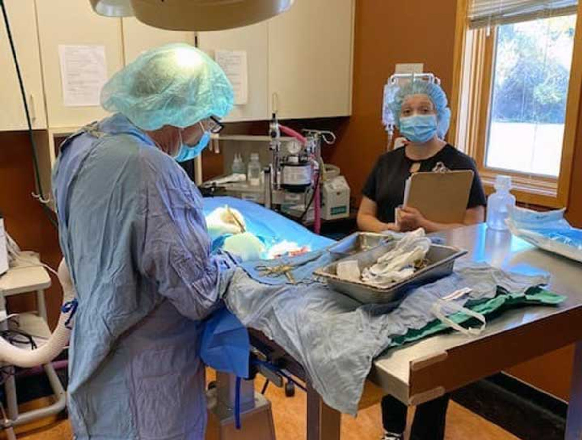 Aspen Surgical Veterinary Instruments Aspen Surgical Veterinary Instruments