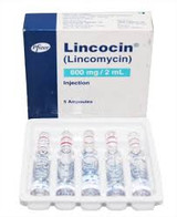 Pfizer Lincocin Injectable (10137_1591)