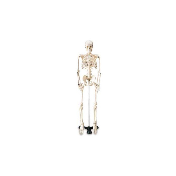 Performance Health Skeleton