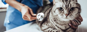 Veterinary