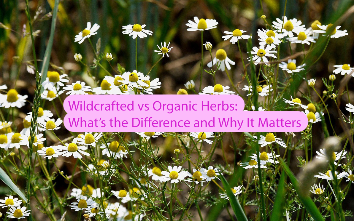 Wildcrafted vs Organic Herbs: What’s the Difference and Why It Matters