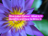 Blue Lotus Flower: What Is It, Benefits and How to Brew It