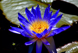 Ancient Traditions and Modern Applications: Blue Lotus Oils in Aromatherapy