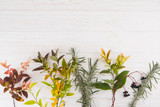 Essential Oil Diffusers and Plants: Striking the Right Balance