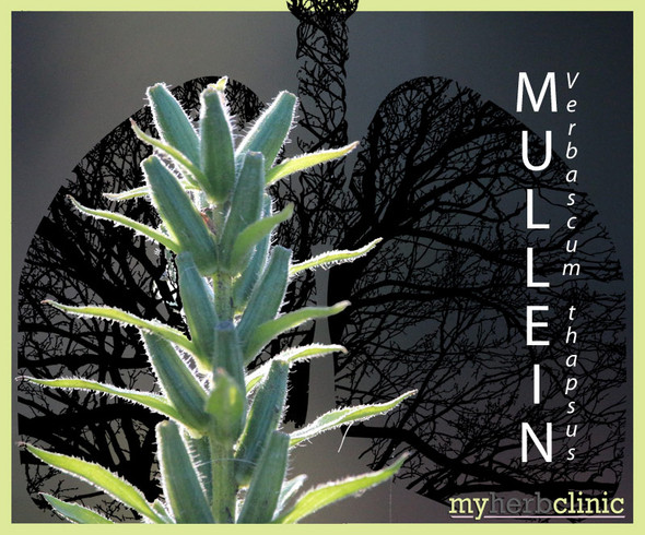 MY HERB CLINIC ® MULLEIN HERB - Verbascum densiflorum - dried aerial parts