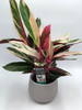 Calathea Plant 