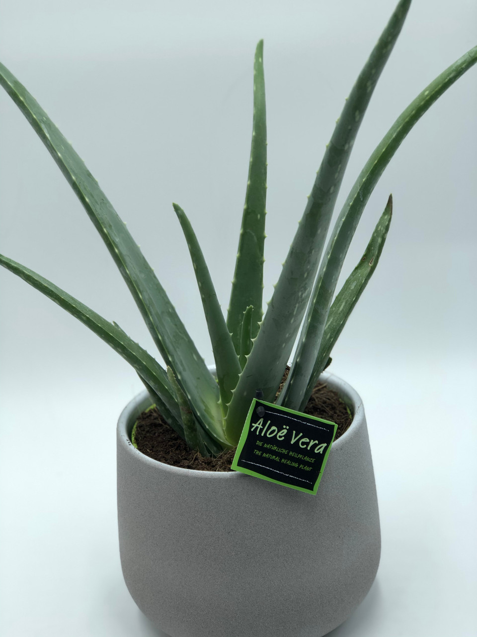 Aloes vera