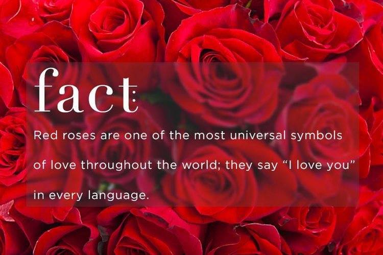 Rose Day 2023: Did you know the red rose was originally NOT a symbol of  LOVE?