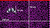 Monsta, Purple: Panel French Terry, European Import  (approximately 85 cm)