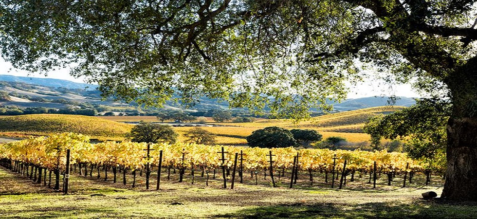 hogan-fall-vineyard-980x450.jpg